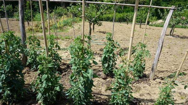 Plantation Tomates Dans Jardin Bio — Photo