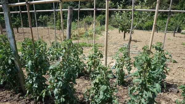 Plantation Tomates Dans Jardin Bio — Photo