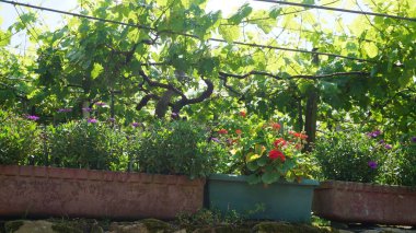 İlkbaharda doğal çiçek arka planı