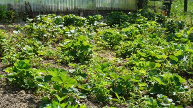 Meyve bahçesine çilek ekme