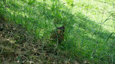 Çiftlik çitlerinin yanındaki horoz