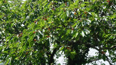 Ağaçtaki kırmızı kirazlar