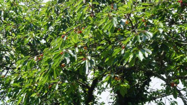 Ağaçtaki kırmızı kirazlar