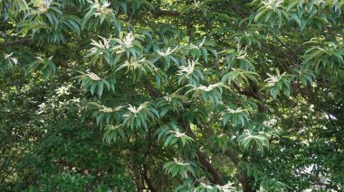 beyaz çiçekli yeşil yapraklar