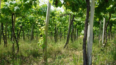 Txakoli üzüm bağları Zarauz 'da, Bask ülkesinde, İspanya