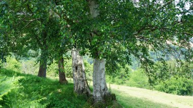 Bask ülkesindeki bir tepenin üzerindeki ağaçların ve ormanların manzarası