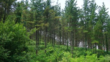 Bask ülkesindeki bir tepenin üzerindeki ağaçların ve ormanların manzarası