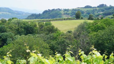 İspanya 'nın Bask bölgesinde kırsal alanların manzarası