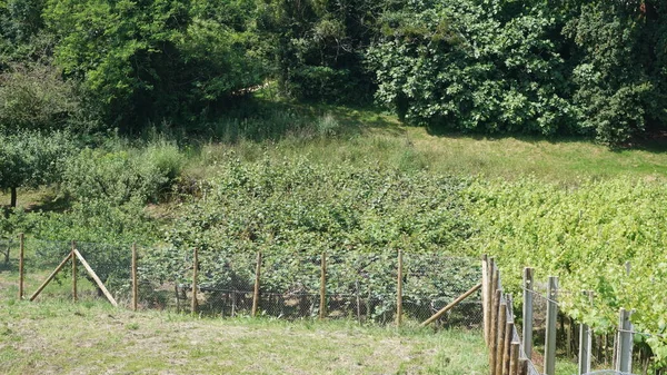 Plantação Kiwi Jardim Orgânico Lado Uma Vinha — Fotografia de Stock
