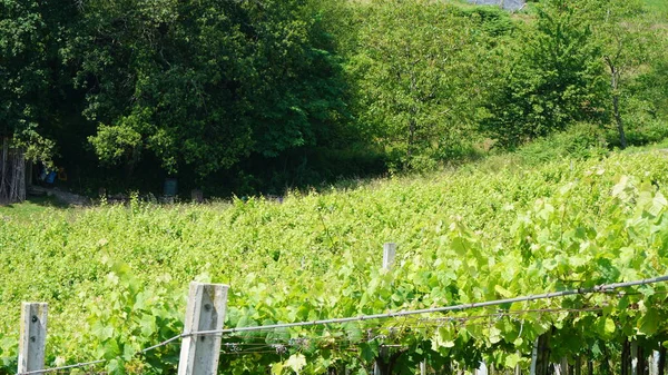 Paisagem Rural Com Vinhas País Basco Espanha — Fotografia de Stock