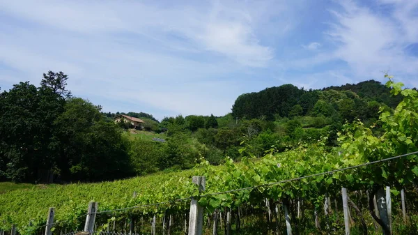 Paisagem Rural Com Vinhas País Basco Espanha — Fotografia de Stock