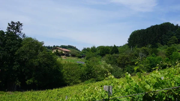 Сільський Краєвид Виноградниками Країні Басків Іспанія — стокове фото