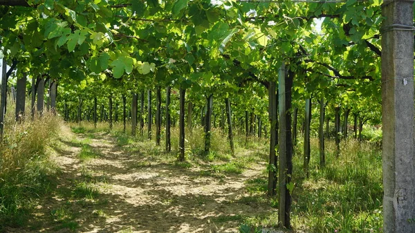 Rural Landscape Vineyards Basque Country Spain — Stock Photo, Image