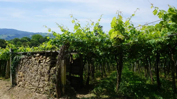 Paisagem Rural Com Vinhas País Basco Espanha — Fotografia de Stock