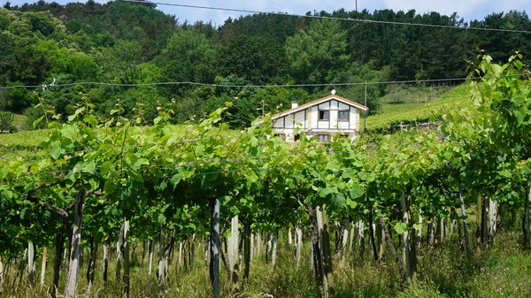 Сельский Пейзаж Виноградниками Стране Басков Испания — стоковое фото