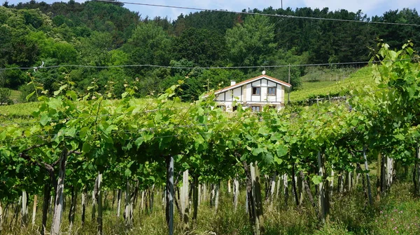 Paisagem Rural Com Vinhas País Basco Espanha — Fotografia de Stock