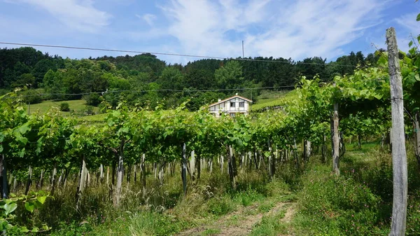 Paisagem Rural Com Vinhas País Basco Espanha — Fotografia de Stock