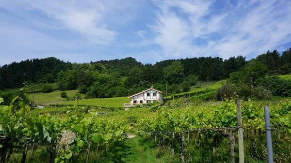 Paisagem Rural Com Vinhas País Basco Espanha — Fotografia de Stock