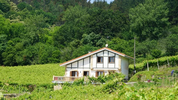 Landelijk Landschap Met Wijngaarden Baskenland Spanje — Stockfoto