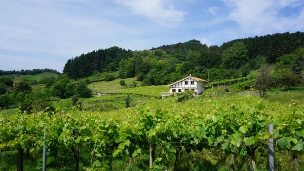 Paisagem Rural Com Vinhas País Basco Espanha — Fotografia de Stock