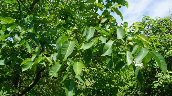 Noce Con Suoi Frutti Noci Verdi — Foto Stock