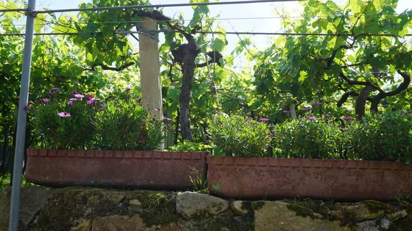 Lkbaharda Doğal Çiçek Arka Planı — Stok fotoğraf