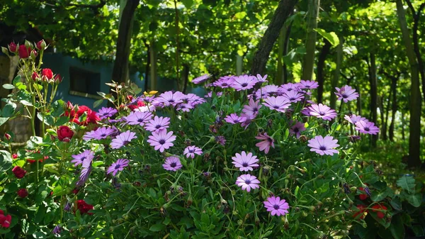 Lkbaharda Doğal Çiçek Arka Planı — Stok fotoğraf