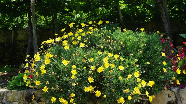 Sarı Çiçeklerin Güzel Arkaplanı — Stok fotoğraf