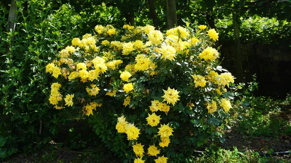Mooie Achtergrond Van Gele Bloemen — Stockfoto