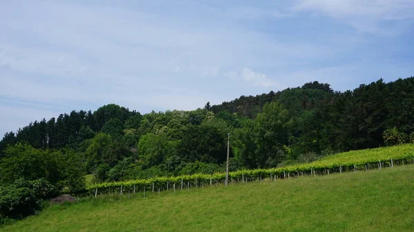 Vineyard landscape in the Basque Country