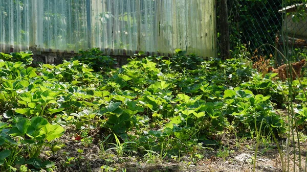 Plantation Fraises Dans Verger — Photo