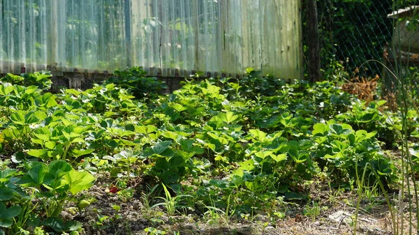 Aardbeien Planten Een Boomgaard — Stockfoto