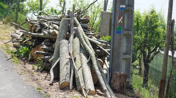 Branches Arbres Coupées Pour Bois Chauffage Utiliser Hiver — Photo