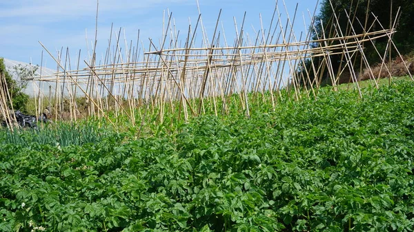 Plantação Batata Pomar Rural Gipuzkoa País Basco Espanha — Fotografia de Stock