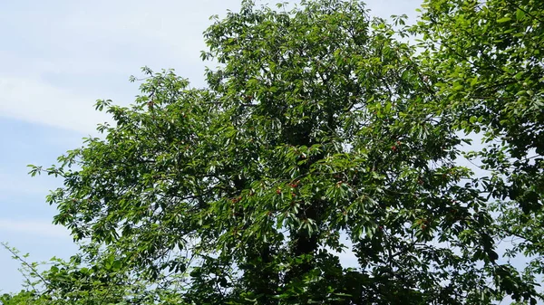 Ciliegie Rosse Sull Albero — Foto Stock