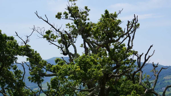 Ramos Árvores Com Folhas Verdes Sobre Céu Azul — Fotografia de Stock