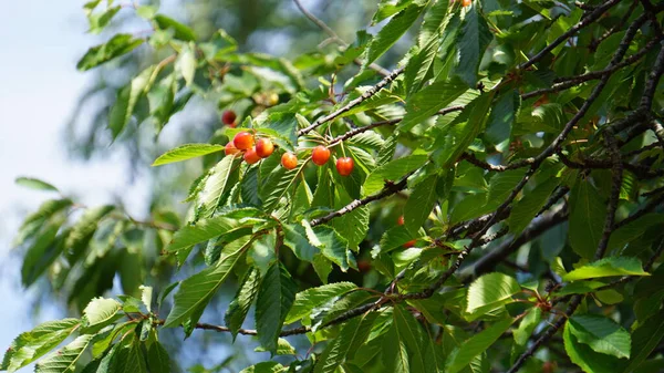 Rote Kirschen Auf Dem Baum — Stockfoto