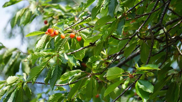 Rote Kirschen Auf Dem Baum — Stockfoto