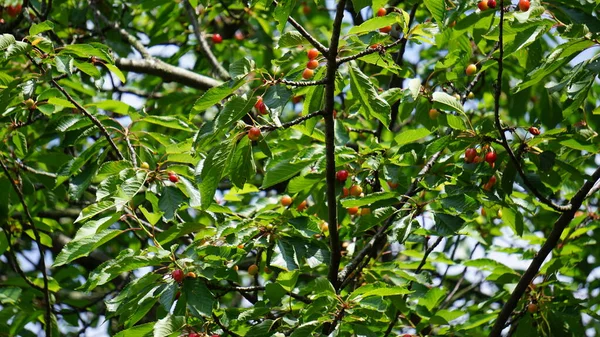 Cerezas Rojas Árbol — Foto de Stock