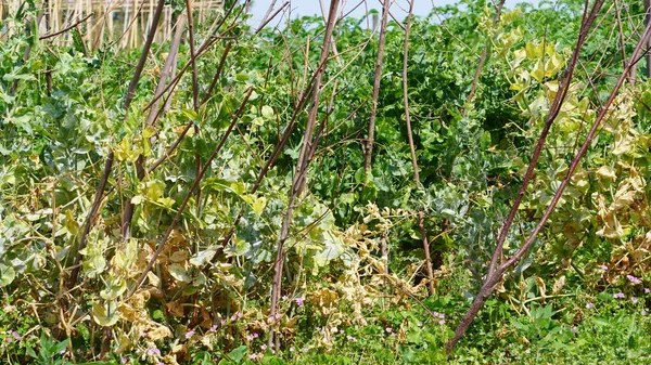 Pois Dans Potager Rural Gipuzkoa Pays Basque Espagne — Photo