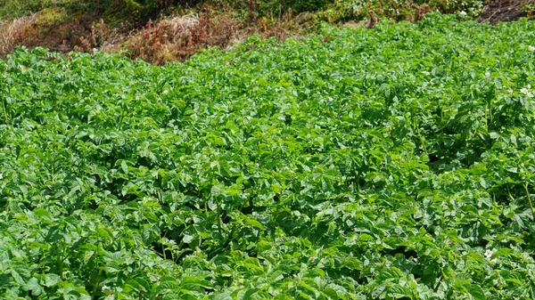 Plantation Pommes Terre Dans Verger Rural Gipuzkoa Pays Basque Espagne — Photo