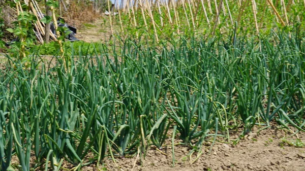 Cebula Organiczna Wiejskim Ogrodzie Kraju Basków — Zdjęcie stockowe