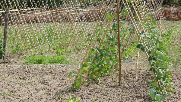 バスク地方の田舎の庭で豆を栽培しています — ストック写真