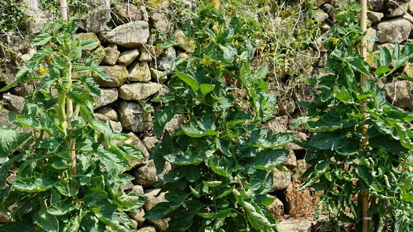 Plants Tomates Biologiques Dans Verger Pays Basque — Photo