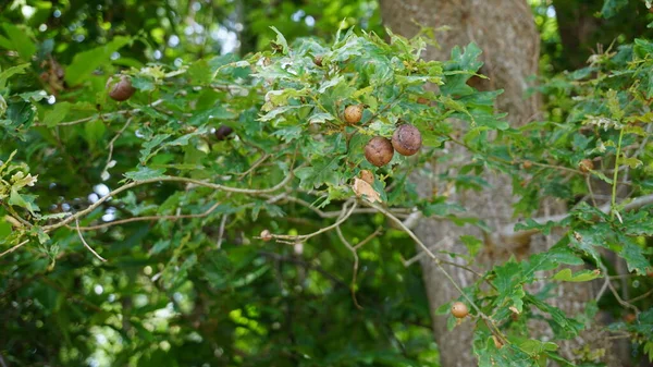 Runda Frukter — Stockfoto