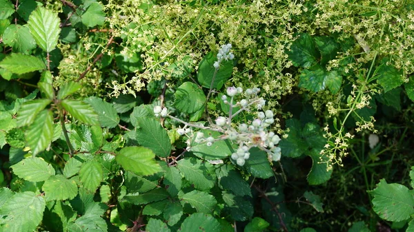 Fleurs Mûre Dans Buisson — Photo