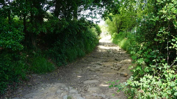 Camino Entre Árboles Una Ruta País Vasco —  Fotos de Stock