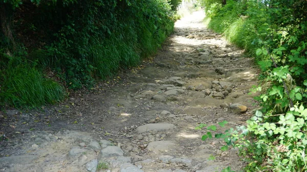 Camino Entre Árboles Una Ruta País Vasco — Foto de Stock