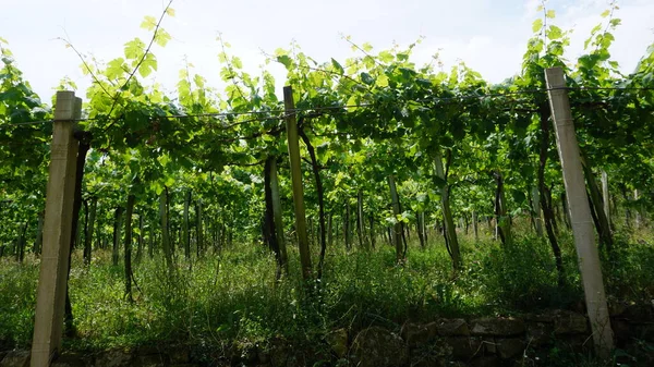 Txakoli Grape Vineyards Zarauz Basque Country Spain — Stock Photo, Image