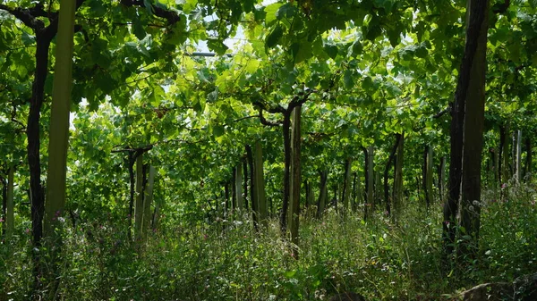 Landscape Txakoli Vineyards Basque Country Spain — Stock Photo, Image